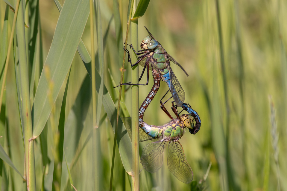 Anax imperator - zöld óriásacsa