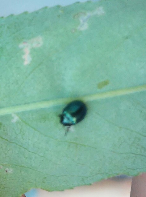 Plagiodera versicolora - törpe fűzlevelész