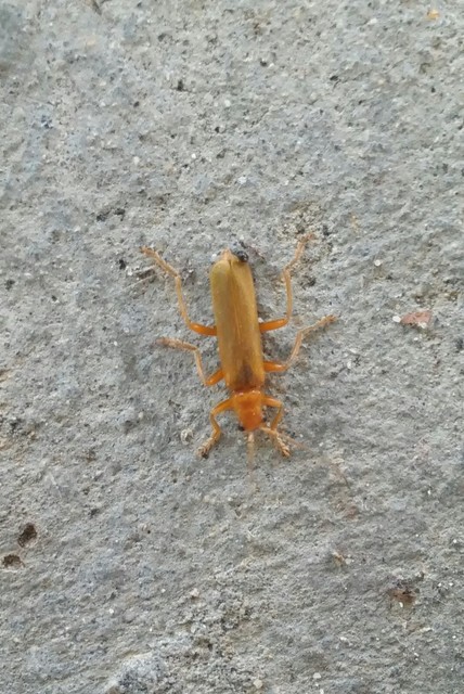 Cantharis rufa - rőt lágybogár