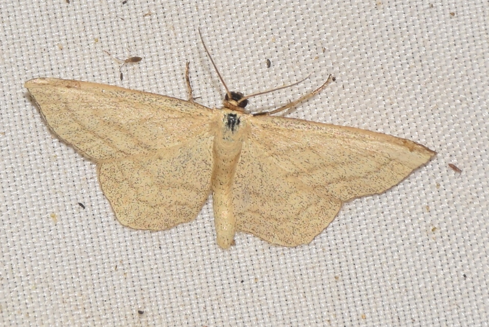 Scopula virgulata - vesszős sávosaraszoló
