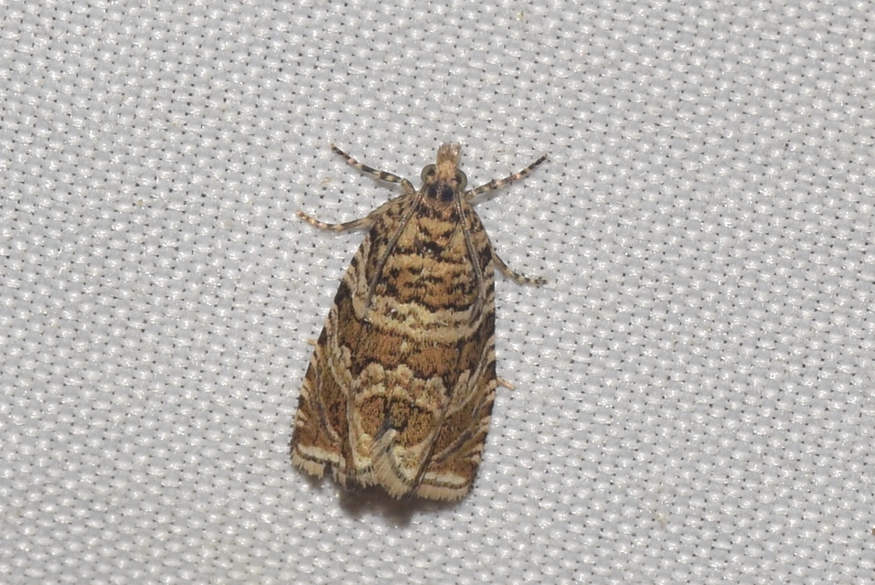 Celypha rivulana - dudvasodró tükrösmoly