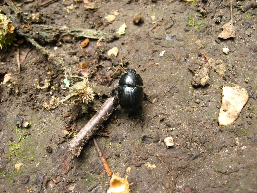 Anoplotrupes stercorosus - erdei álganéjtúró