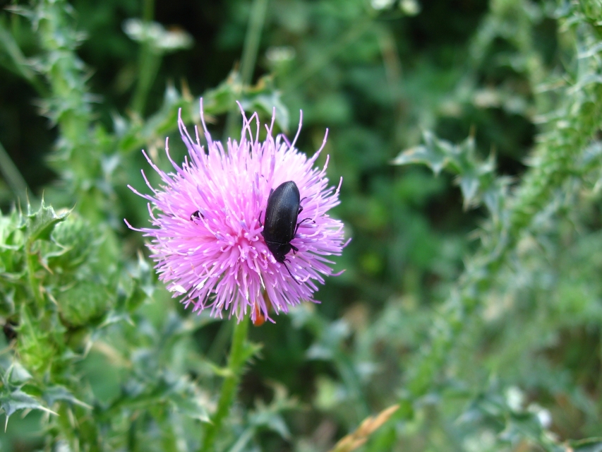 Podonta nigrita - szerecsenbogár