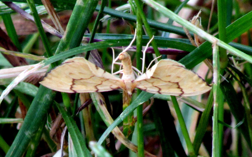 Eulithis pyraliata - sárga galajaraszoló