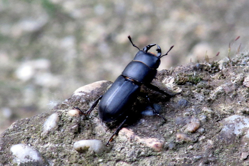 Dorcus parallelipipedus - kis szarvasbogár