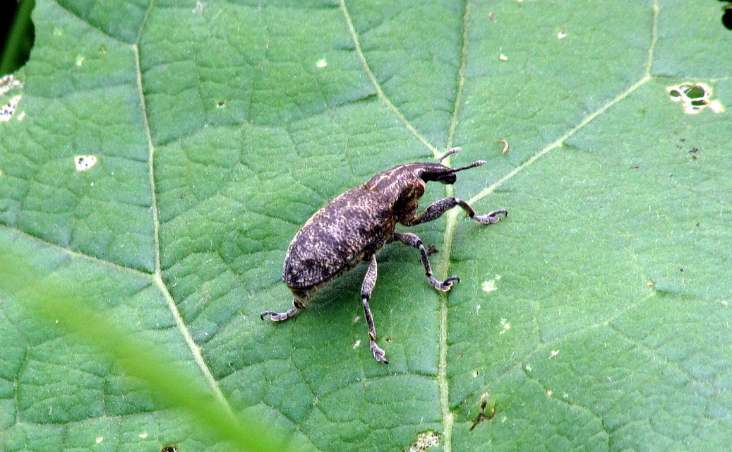 Cyphocleonus dealbatus - márványos barkó