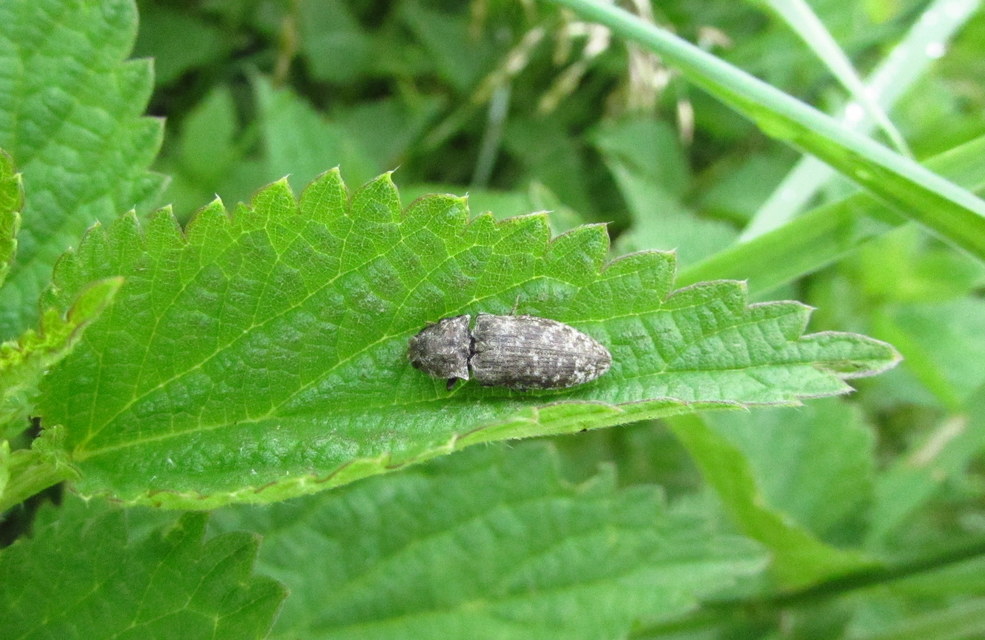 Agrypnus murinus - egérszínű pikkelyespattanó