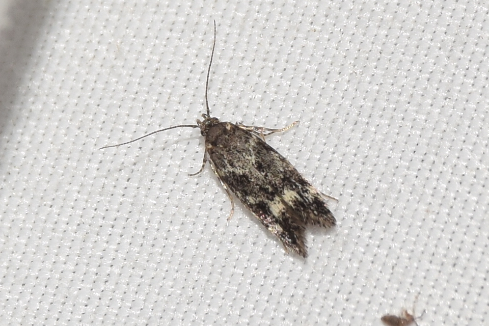 Klimeschiopsis kiningerella - sárgaképű sarlósmoly
