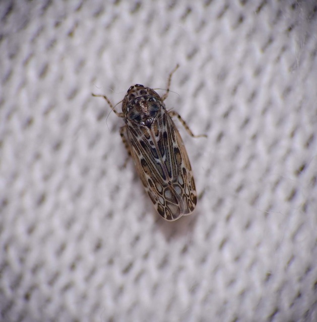 Cicadellidae - mezeikabócák