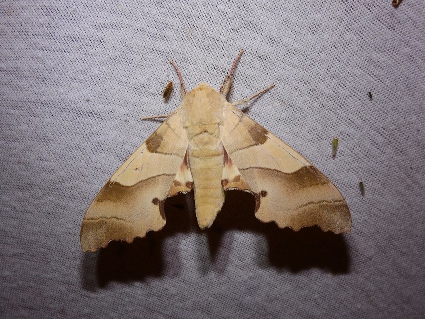 Marumba quercus - tölgyfaszender
