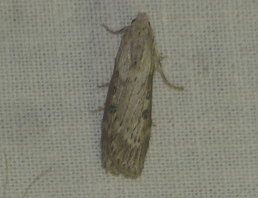 Lamoria anella - törmelékmoly