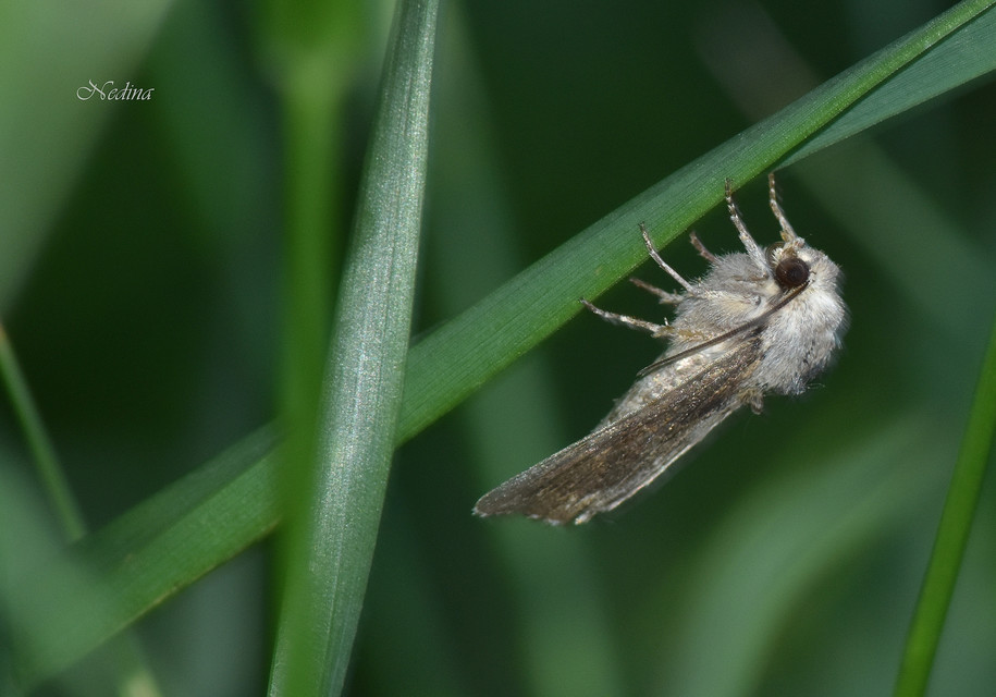 Egira conspicillaris - változékony szürkebagoly