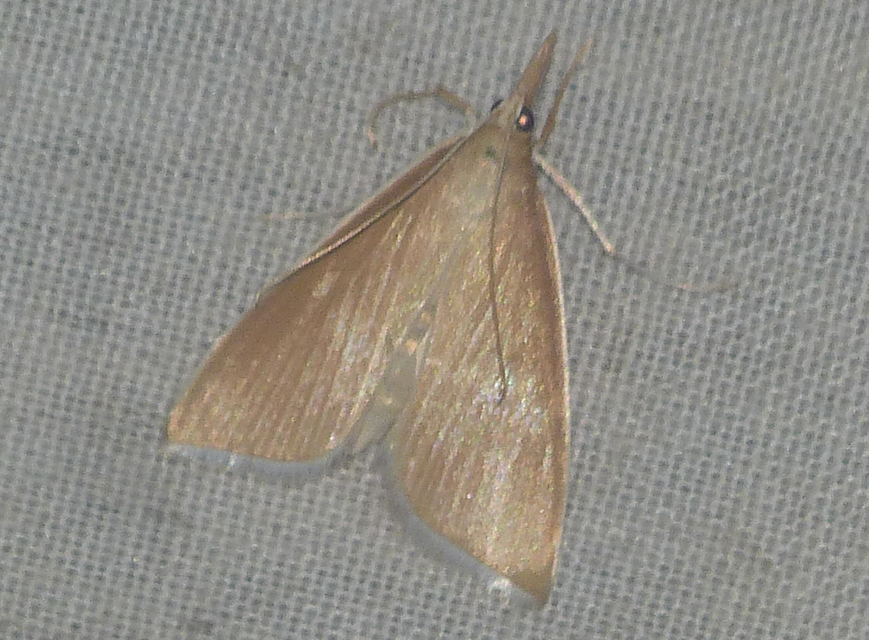Sclerocona acutellus - hegyesszárnyú tűzmoly