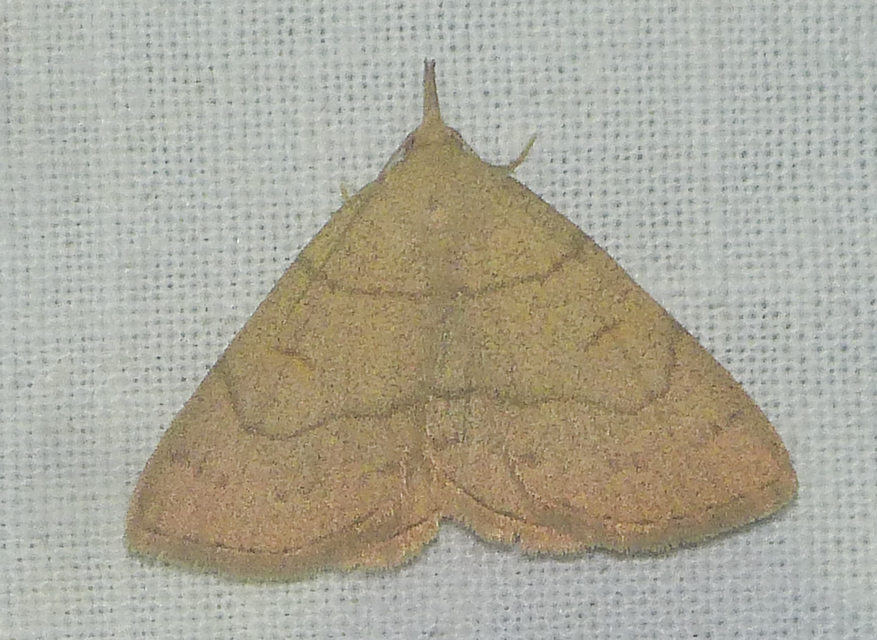 Paracolax tristalis - sárgás karcsúbagoly