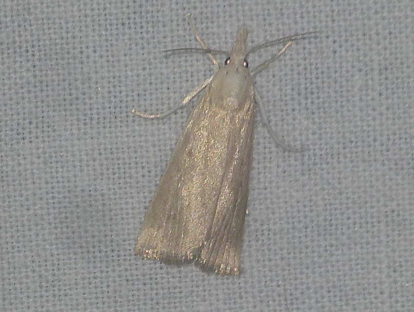 Calamotropha paludella - barna nádlevélmoly