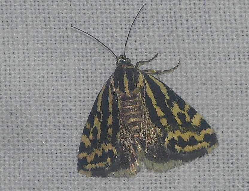 Emmelia trabealis - zebrabagoly