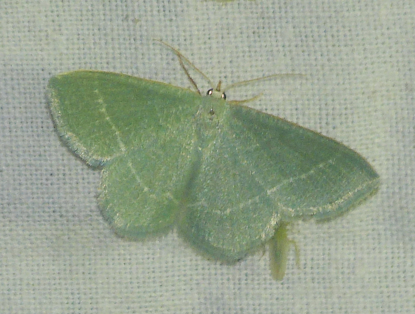 Chlorissa viridata/cloraria
