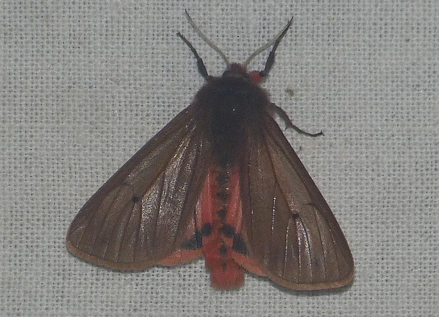 Phragmatobia fuliginosa - füstös medvelepke