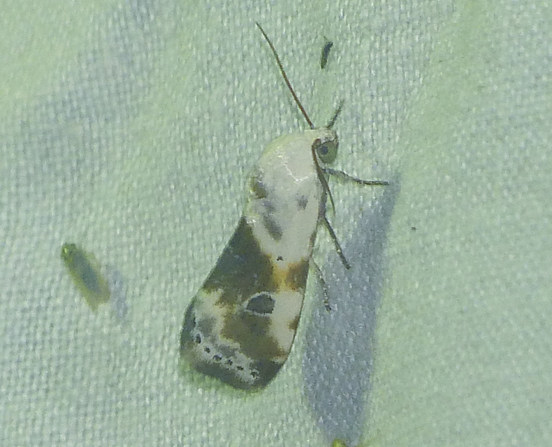 Ponometia candefacta - parlagfűbagoly