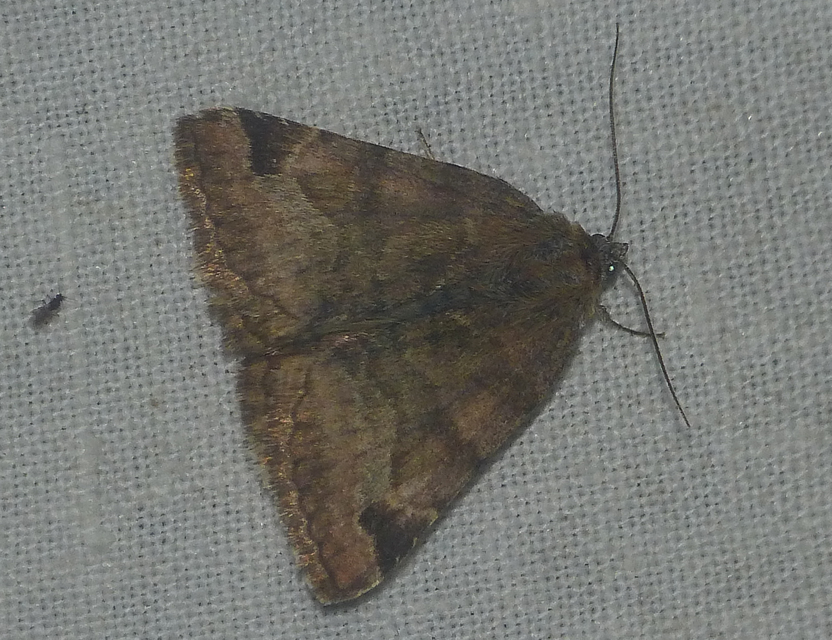 Euclidia glyphica - közönséges nappalibagoly