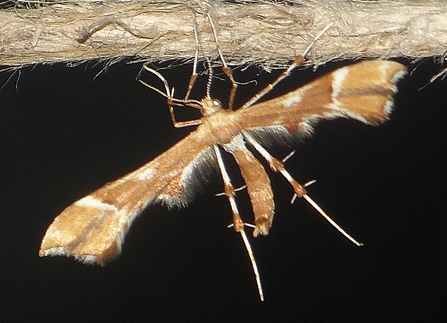 Cnaemidophorus rhododactyla - rózsabogyó-tollasmoly