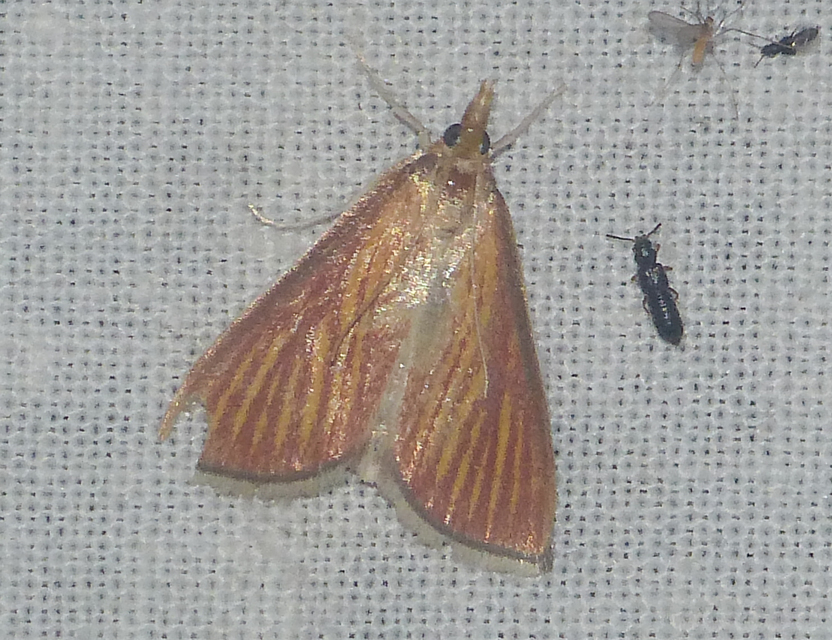 Nascia cilialis - sásrágó tűzmoly
