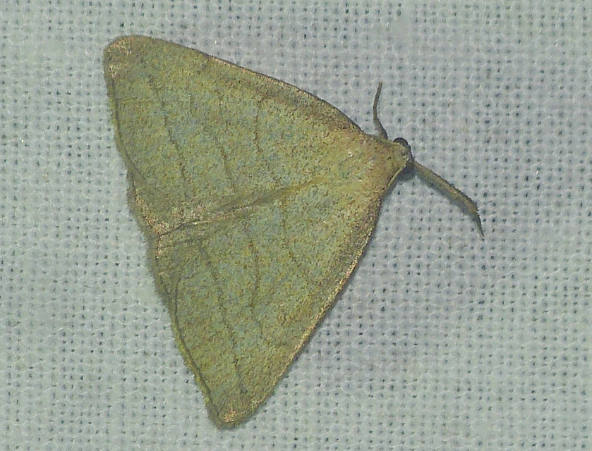 Polypogon tentacularia - sötétaljú karcsúbagoly