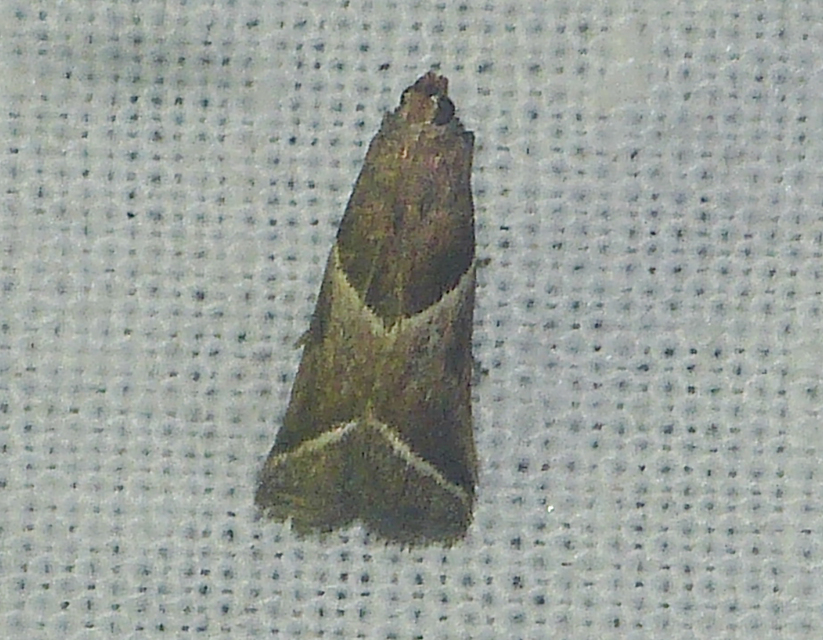 Nyctegretis lineana - agátszínű karcsúmoly