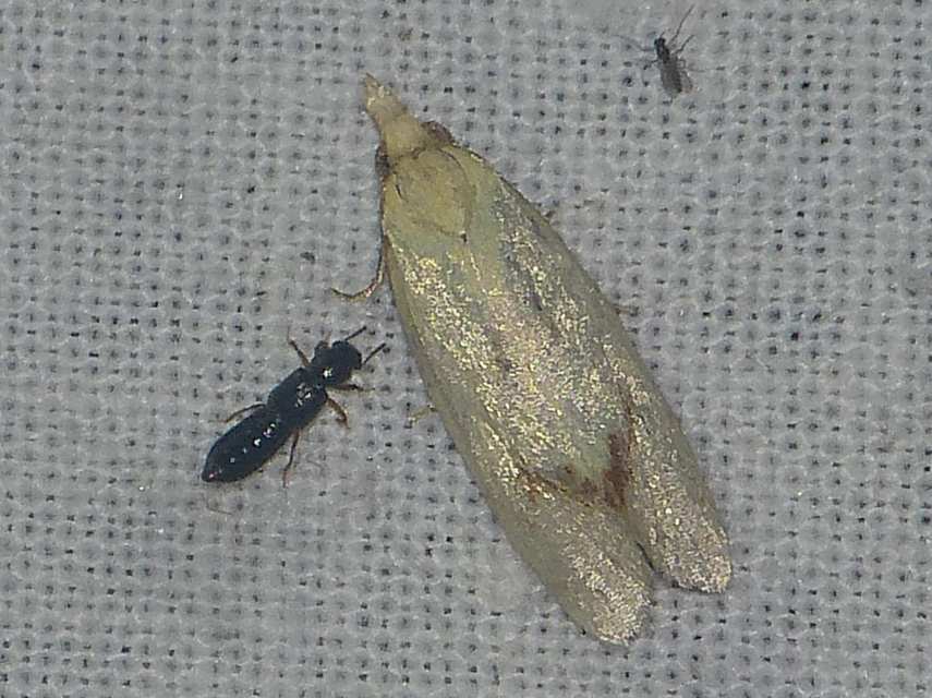 Agapeta hamana - közönséges sárgamoly