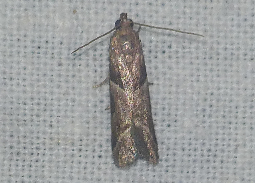 Nyctegretis lineana - agátszínű karcsúmoly