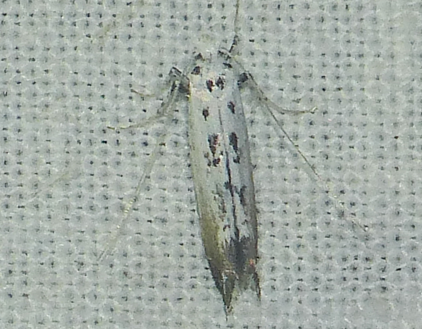 Ornixola caudulatella - farkos keskenymoly