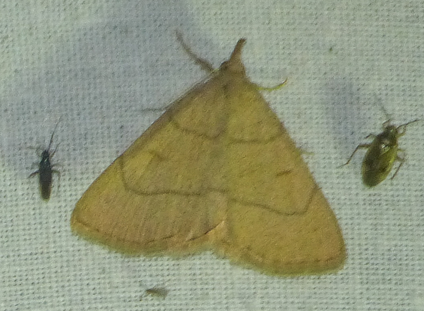 Paracolax tristalis - sárgás karcsúbagoly
