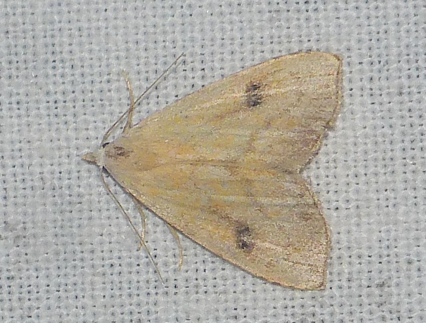 Rivula sericealis - selymes lórombagoly