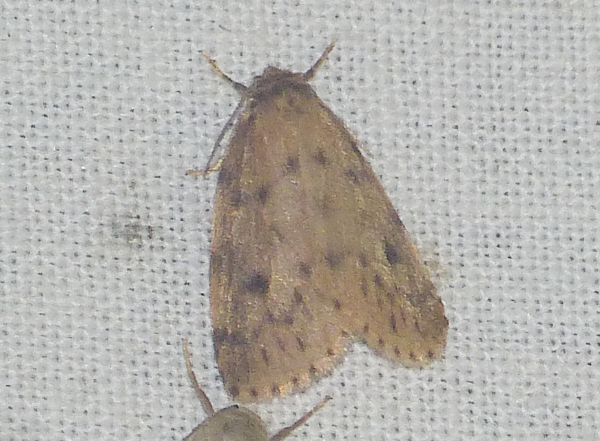 Thumata senex - mocsári medvelepke