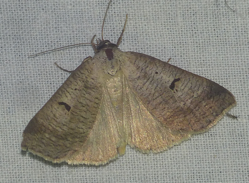 Lygephila pastinum - közönséges csüdfűbagoly