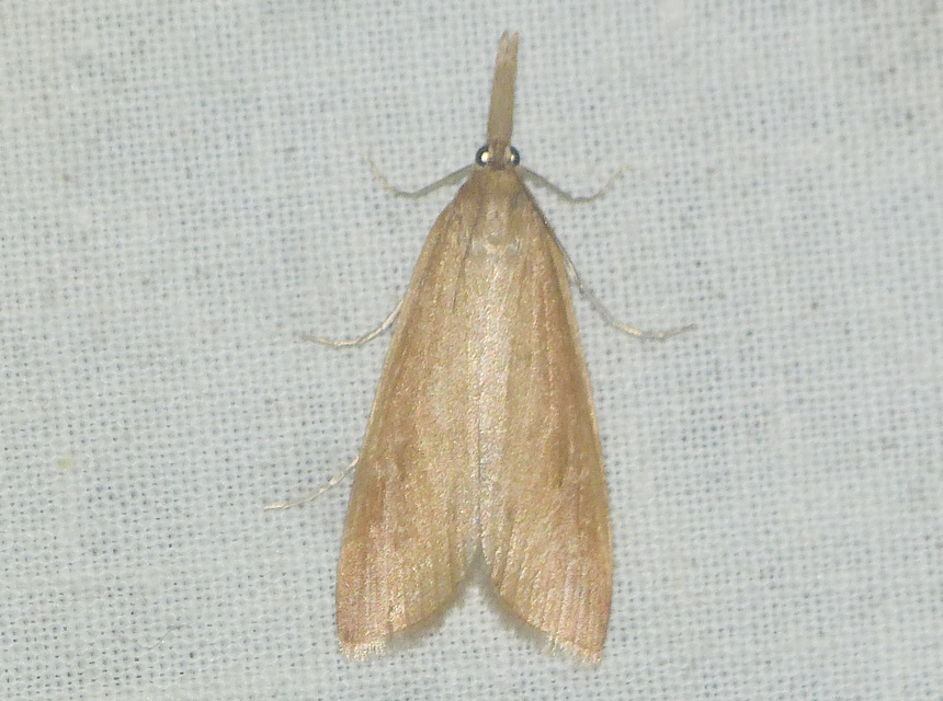 Schoenobius gigantella - óriás nádfúrómoly