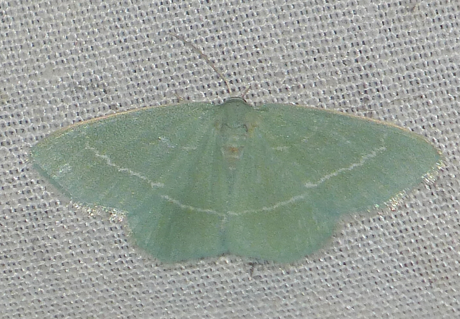 Chlorissa viridata/cloraria