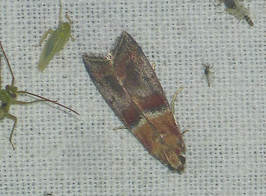 Acrobasis repandana - tarkamintás karcsúmoly