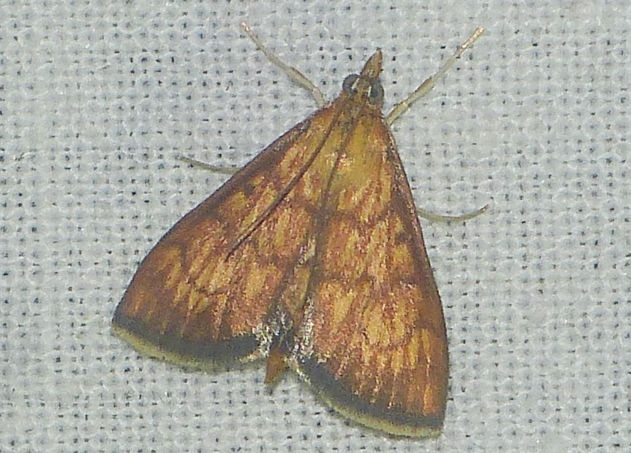 Ecpyrrhorrhoe rubiginalis - rozsdavörös tűzmoly