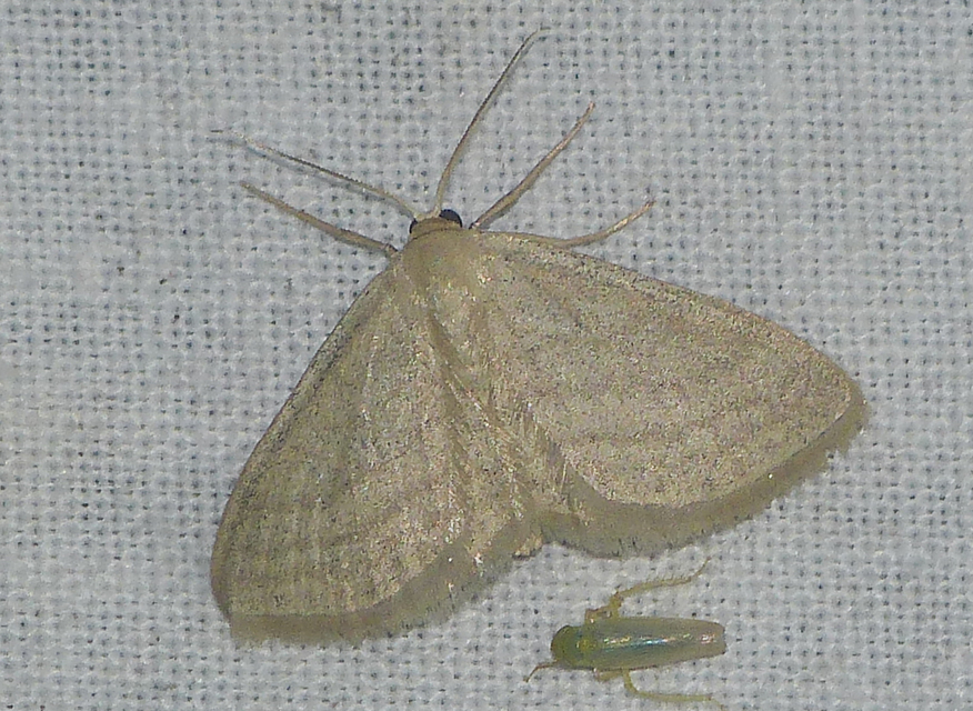 Scopula virgulata - vesszős sávosaraszoló