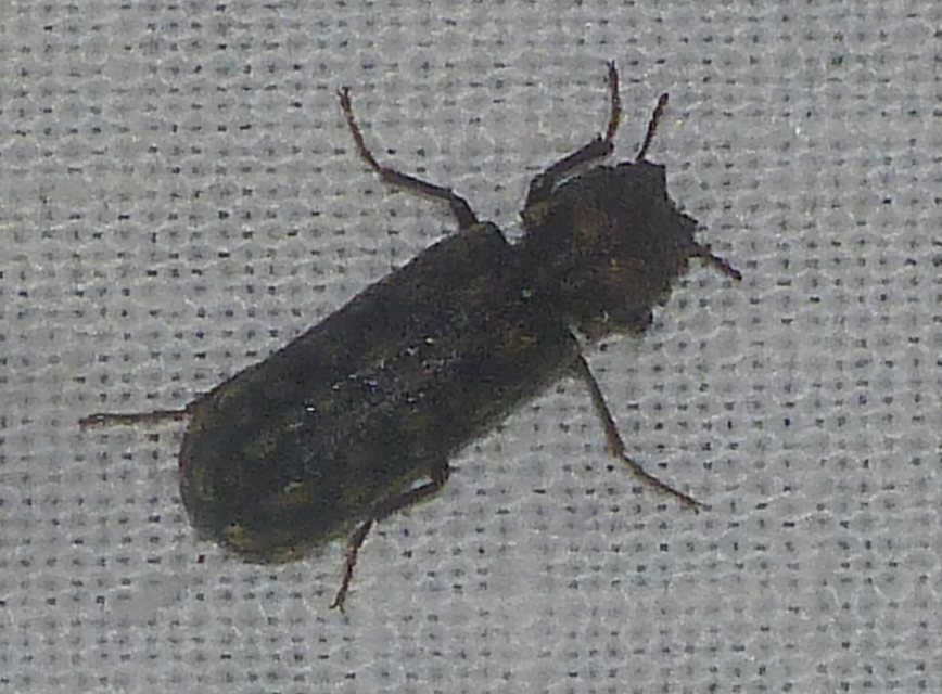 Lichenophanes varius - tarka csuklyásszú