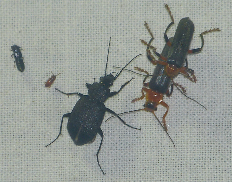 Chlaenius tristis - fekete bűzfutó