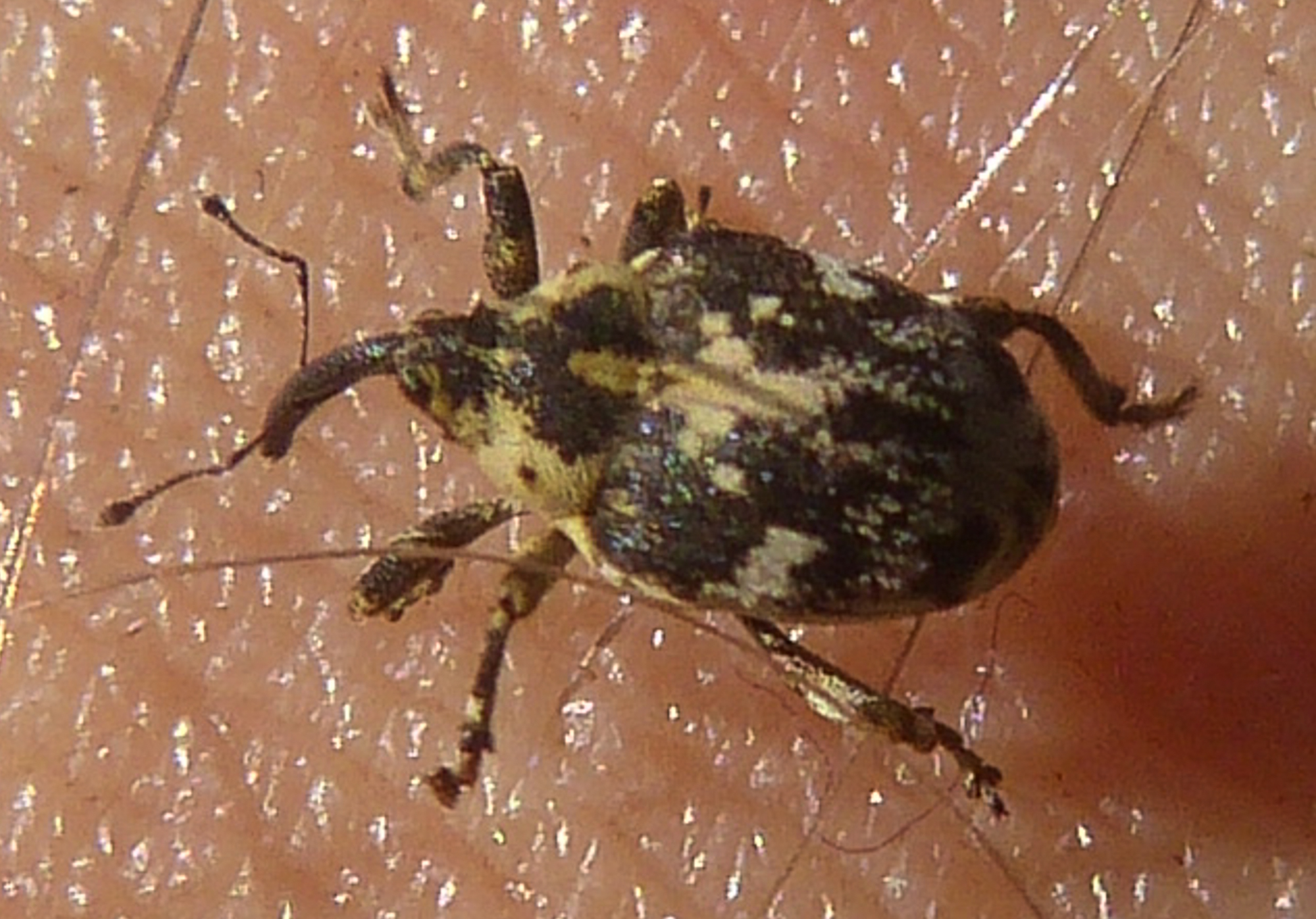 Hadroplontus litura - pompás aszatormányos