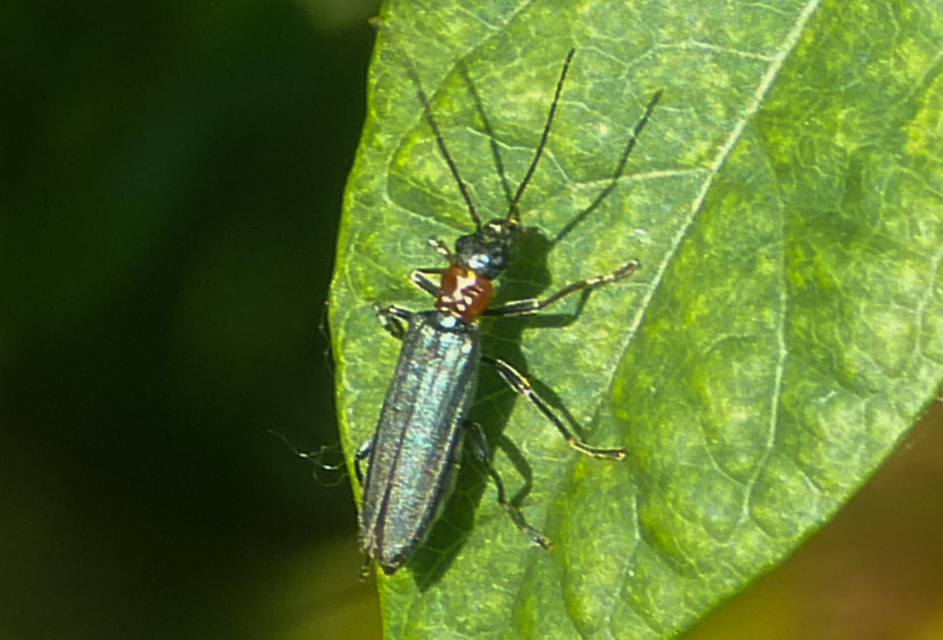 Oedemera croceicollis - pirostorú álcincér