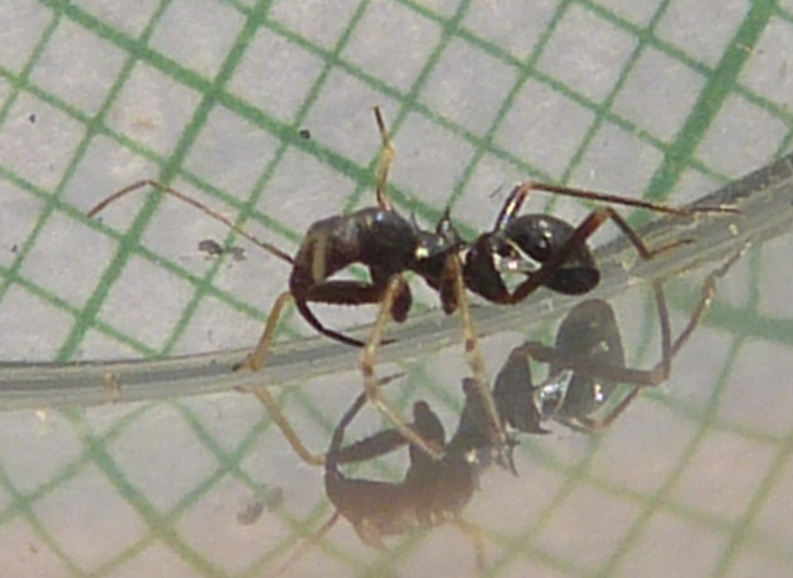 Himacerus mirmicoides - csalán-tolvajpoloska