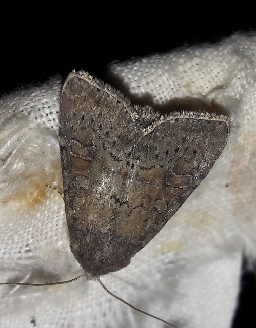 Parastichtis suspecta - sötét erdeibagoly