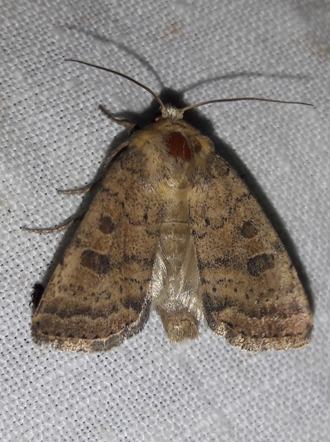 Hoplodrina octogenaria - barna selymesbagoly