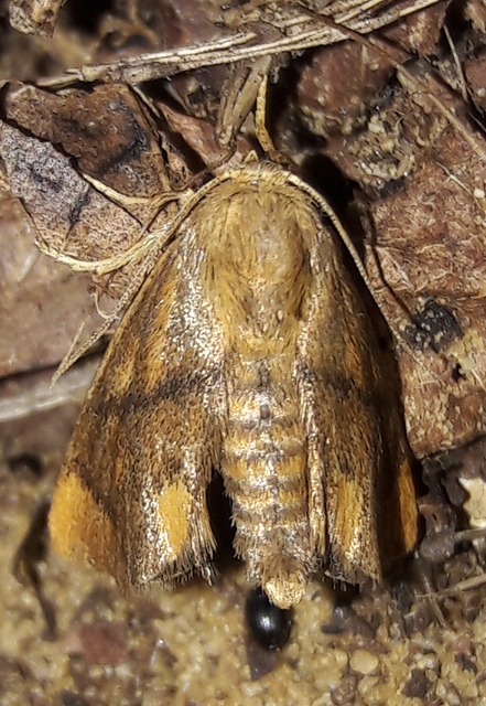Apoda limacodes - kagylólepke