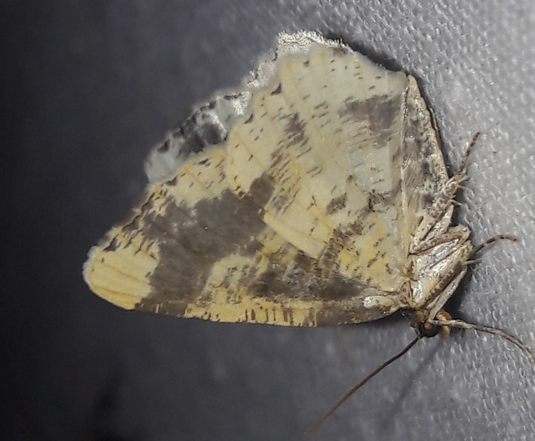 Ligdia adustata - barna levélaraszoló