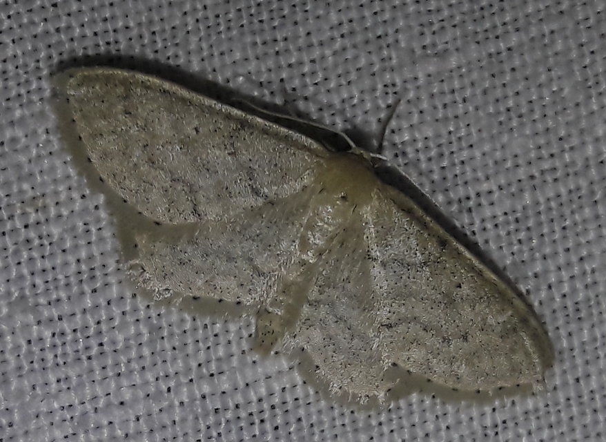 Idaea sylvestraria - szürke sávosaraszoló
